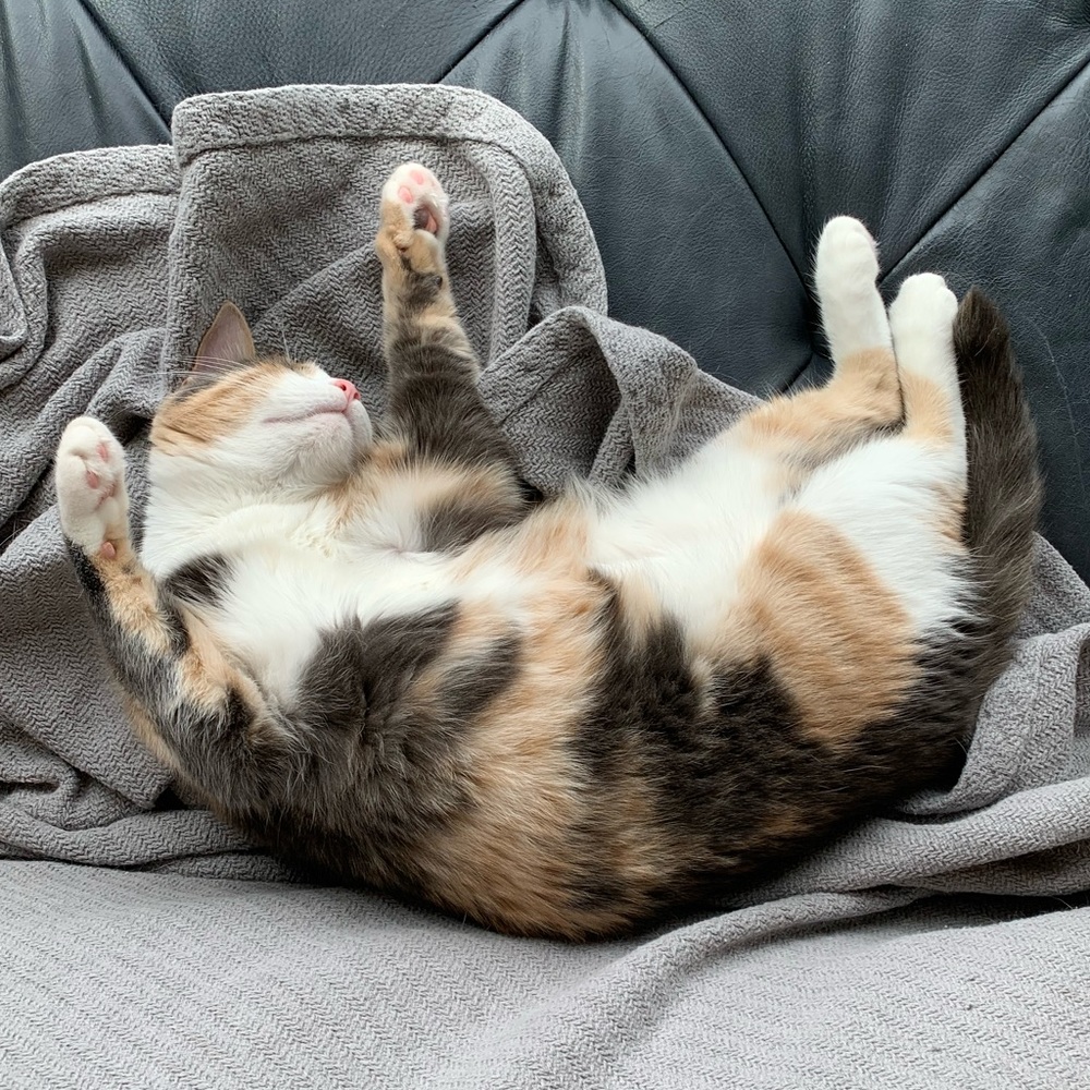 Lilly - Picture 3 of 10